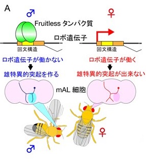 ショウジョウバエ