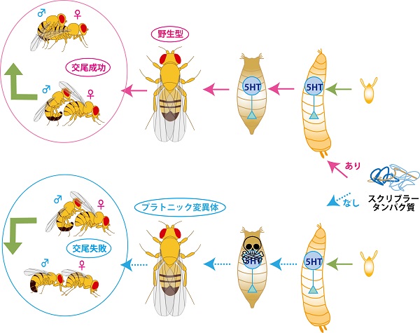 ショウジョウバエ