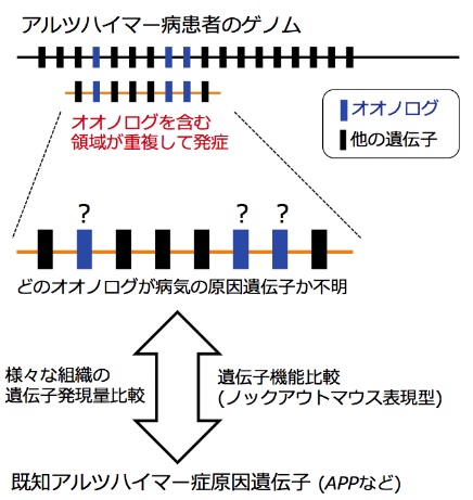 アルツハイマー