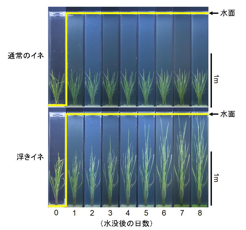 浮きイネ