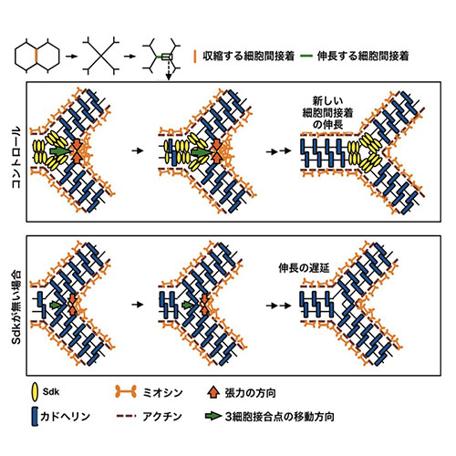 ゲノム解析